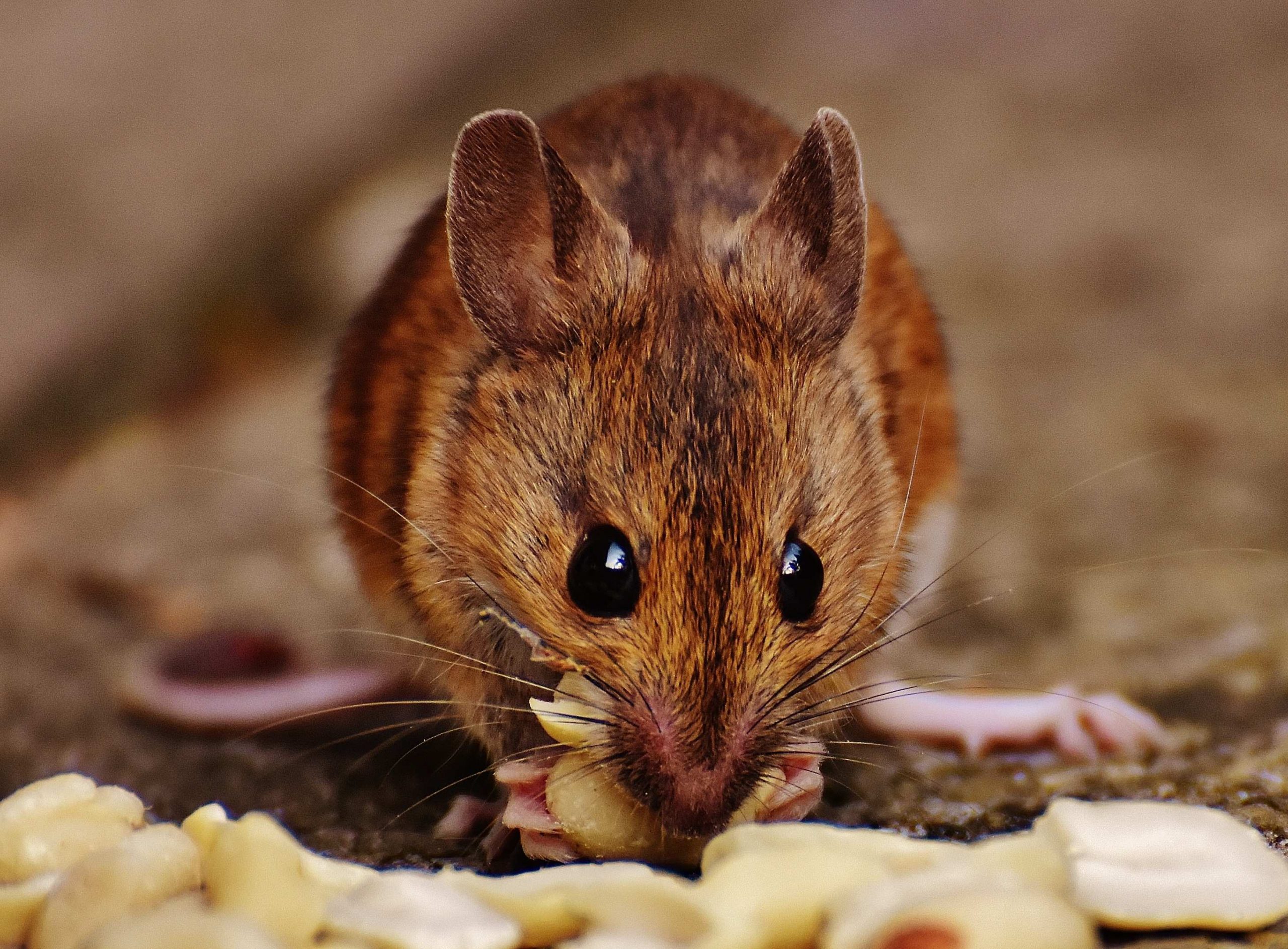 A Hungry Mouse