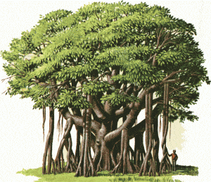 మర్రి చెట్టు పరీక్ష | A Truth behind Banyan Tree